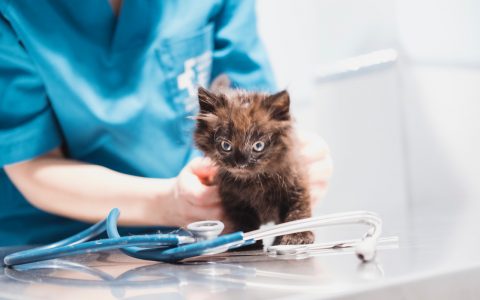 Medicina Felina