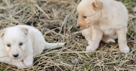 Obstetricia y Reproducción